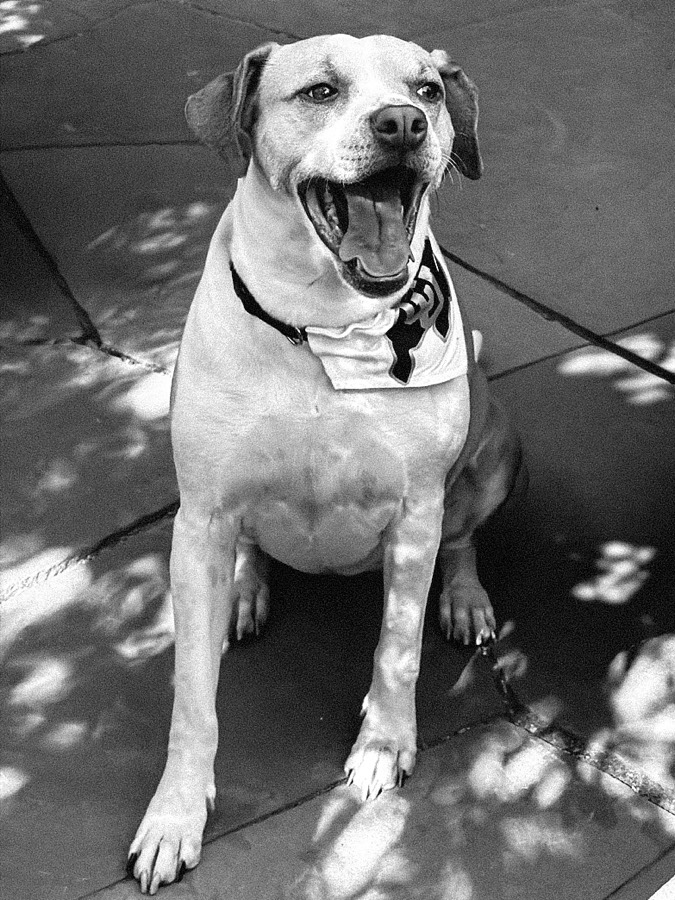 Knox